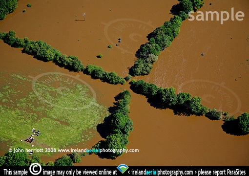 cattle escaping muddy floodwaters