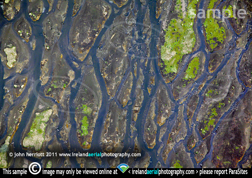 Gearagh drowned forest