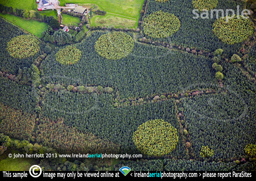 polkadot tree puzzle