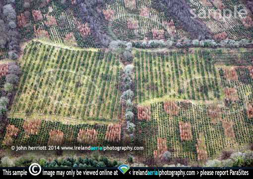 plantation aerial scene